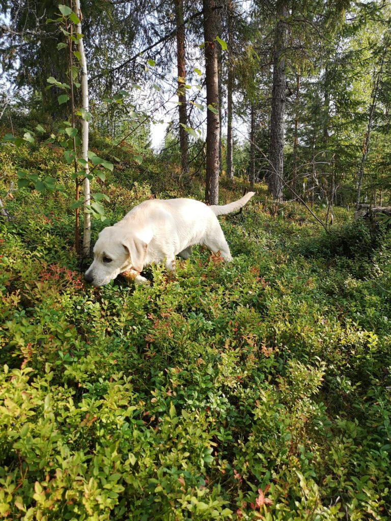 IMG_20220828_165837_optimoitu_85