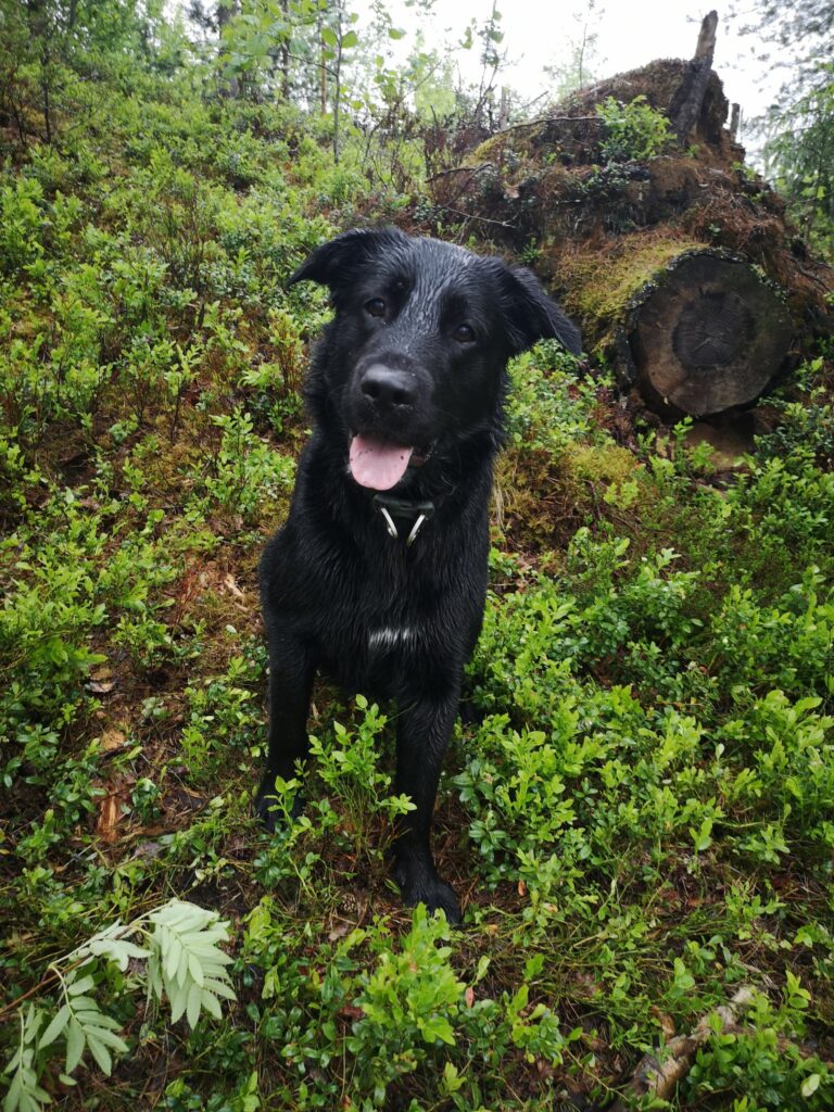 Musta koira istuu koirametsässä