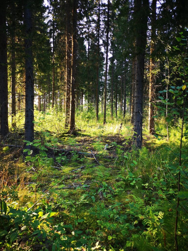 IMG_20250809_192014_optimoitu_85